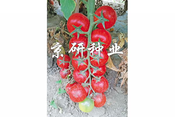 京番紅串1號