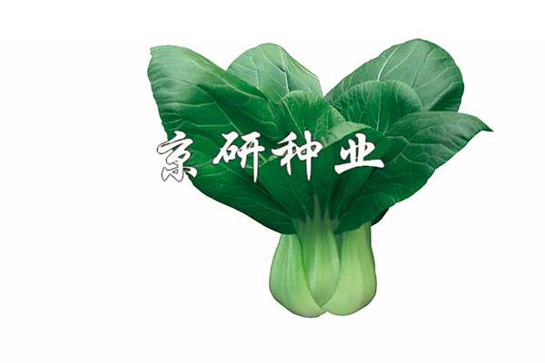 春油5號(hào)