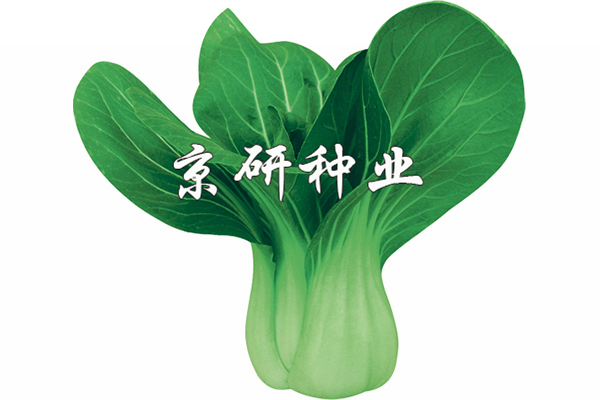 春油3號(hào)